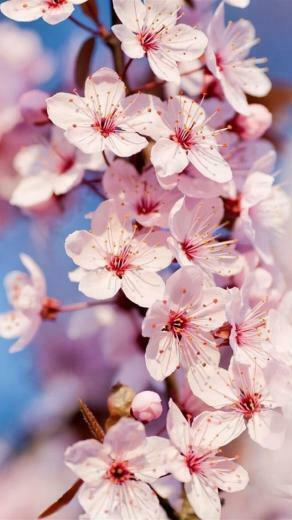 Flower Blumen Wallpaper Fr Hling Hintergr Nde