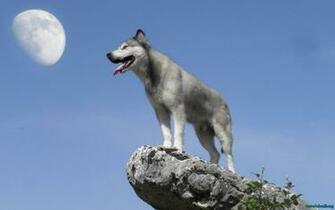White Wolf HD Wallpaper Resolution