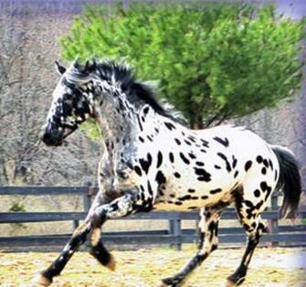 Appaloosa Horse Wallpaper