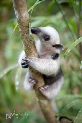 Baby Anteater Wallpaper Animals