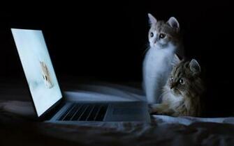Funny Cat Wallpaper For Desktop
