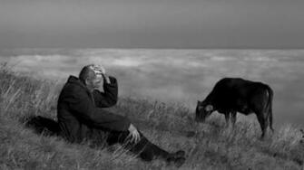 Cows Photography Black