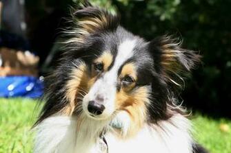 Of A Cute Sheltie Breed Dog On Nature Background Wallpaper And Image