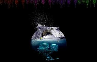 Dolphin HD Wallpaper Background Image Id