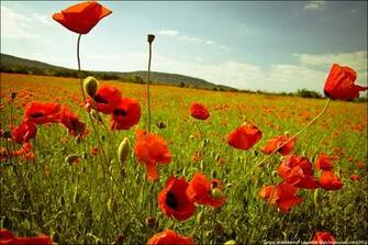 Set Of Wallpaper Summer In Ukraine Travel