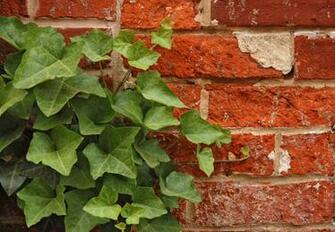 New Brick Wall Today Kitchen Walls Texture And Ivy