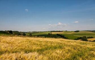 Wallpaper Grass Field Open Spaces Summer Ears HD Background