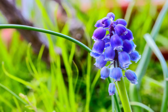 Hyacinth In The Wild Qfyzti0onqxjnruw Wallpaper