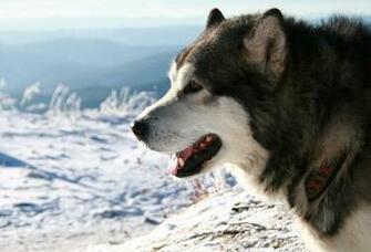 Wallpaper Dog Winter Snow Desktop Animals Goodwp