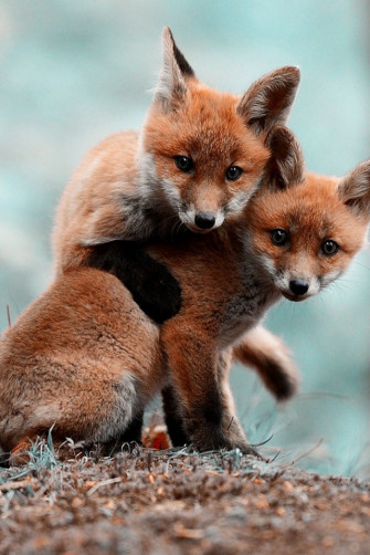 Animals Foxes Mobile Wallpaper Mobiles Wall Present