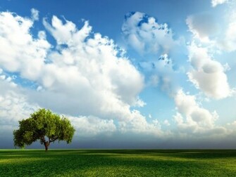 Wallpaper Gallery Windows Tree