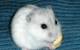Funny Hamster Wallpaper Our Bulldog That Computer