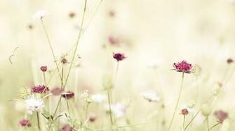 Wallpaper Flowers Nature White Flower HD Image