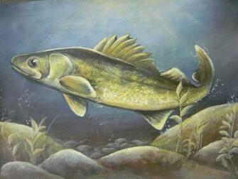 Walleye Wallpaper