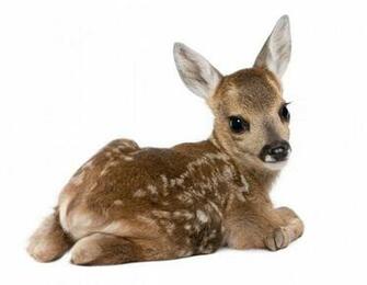 Fawn Baby Snout Spot Light Background Deer Wallpaper