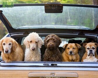 Dogs Wallpaper Jpg
