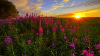 Wild Flowers Sunset Jpg