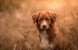 Wallpaper Autumn Grass Look Face Nature Background Dog Red