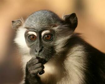 Wallpaper Desktop Monkey Image