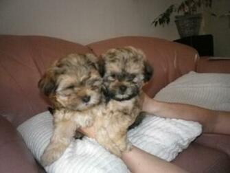 Shih Tzu Boomers Pups Boomer Goed Verzorgdt