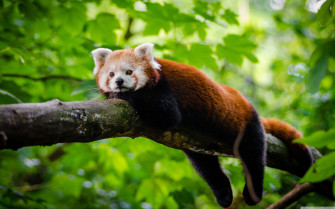 Cute Red Panda Wallpaper