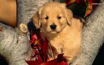 Golden Retriever Wallpaper Halloween Cool HD