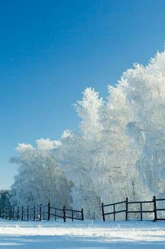 Winter White Tree Snow iPhone Wallpaper Background And