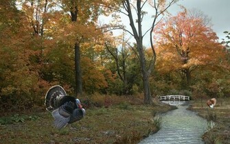 Thanksgiving Scene