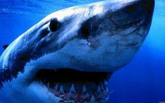 Great White Wallpaper HD And Pictures