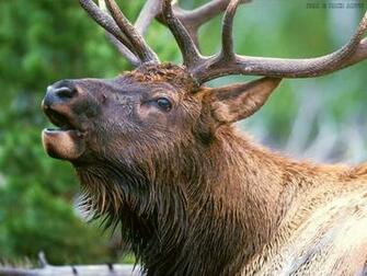 Wallpaper Funny Poetry Animals All In One
