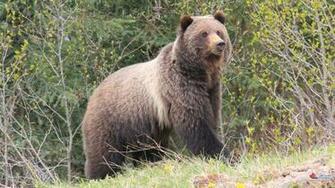 Wallpaper Wildlife Scenery Grizzly Image Bear