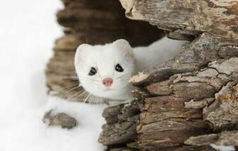 Wallpaper Winter Animals Snow Nature Widescreen Ermine Image