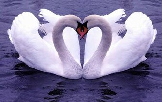 Love Nature HD Wallpaper1 Wallpaper