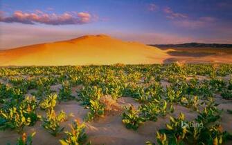 Deserto White Bluffs Em Washington Jon Cornforth Danita Delimont