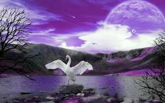 Swan Wallpaper
