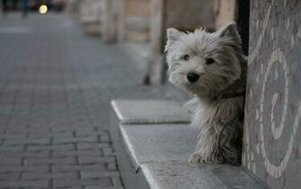 Adorable Yorkie Puppies Wallpaper High Definition Quality