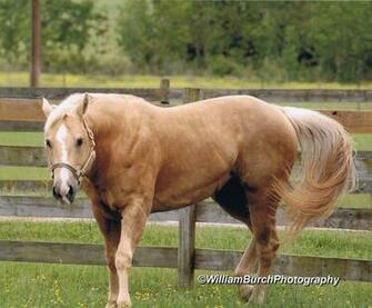 American Quarter Horse Wallpaper