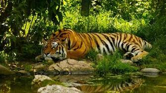 Pacified Tiger Near The Water Wallpaper And Image