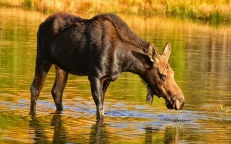Animal Moose Wallpaper