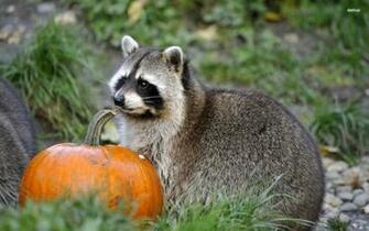 Raccoon Wallpaper Animal