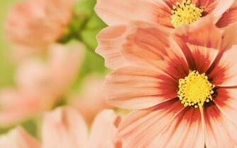 Wallpaper Orange Summer Flowers Html