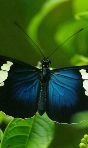 Zoomen Screenshot Von Beautiful Butterfly Wallpaper F R Android