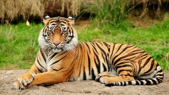 Bengal Tiger Asiatic Big Cats
