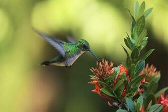 Pure High Definition HD You Can Cool Desktop Image For