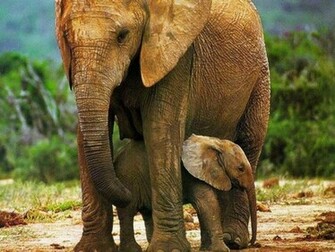Cute Baby Elephant Wallpaper Pictures