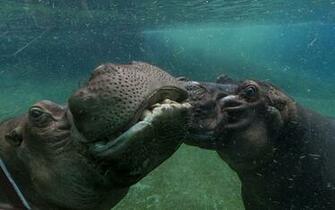 Animal Hippo Wallpaper