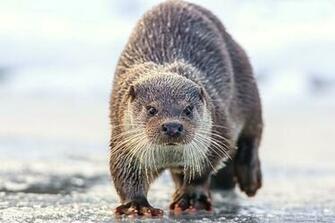 Otter Computer Wallpaper Desktop Background