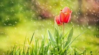 Plant HD Nature Wallpaper Background Image Sadness Feeling