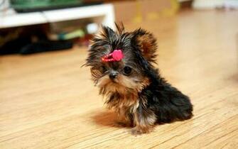 Yorkie Teacup Puppies