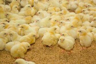 Nutritional Feed Supplements Animal Manufacturer In Gurugram